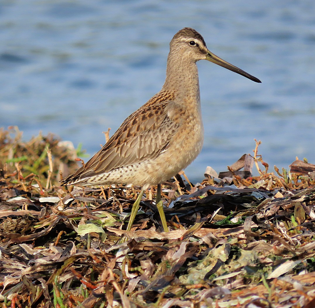 Long-billed Dowitcher - ML610650797