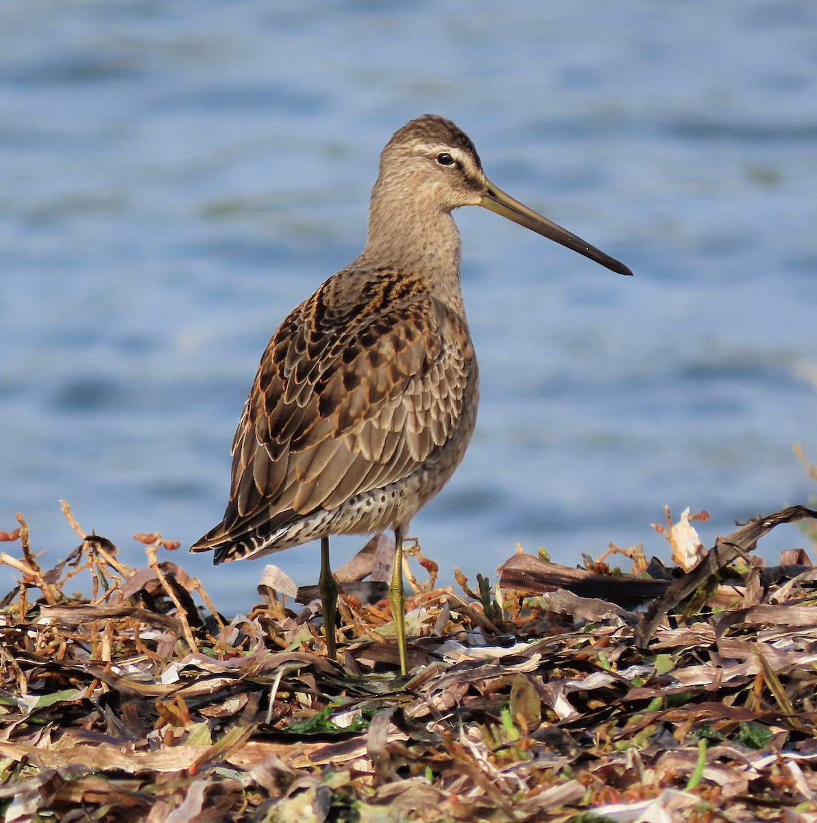 Long-billed Dowitcher - ML610650804