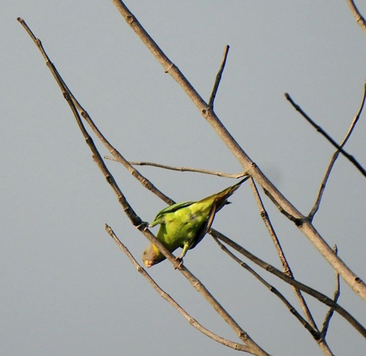 Psittaciformes, unbestimmt (parakeet sp.) - ML610650825