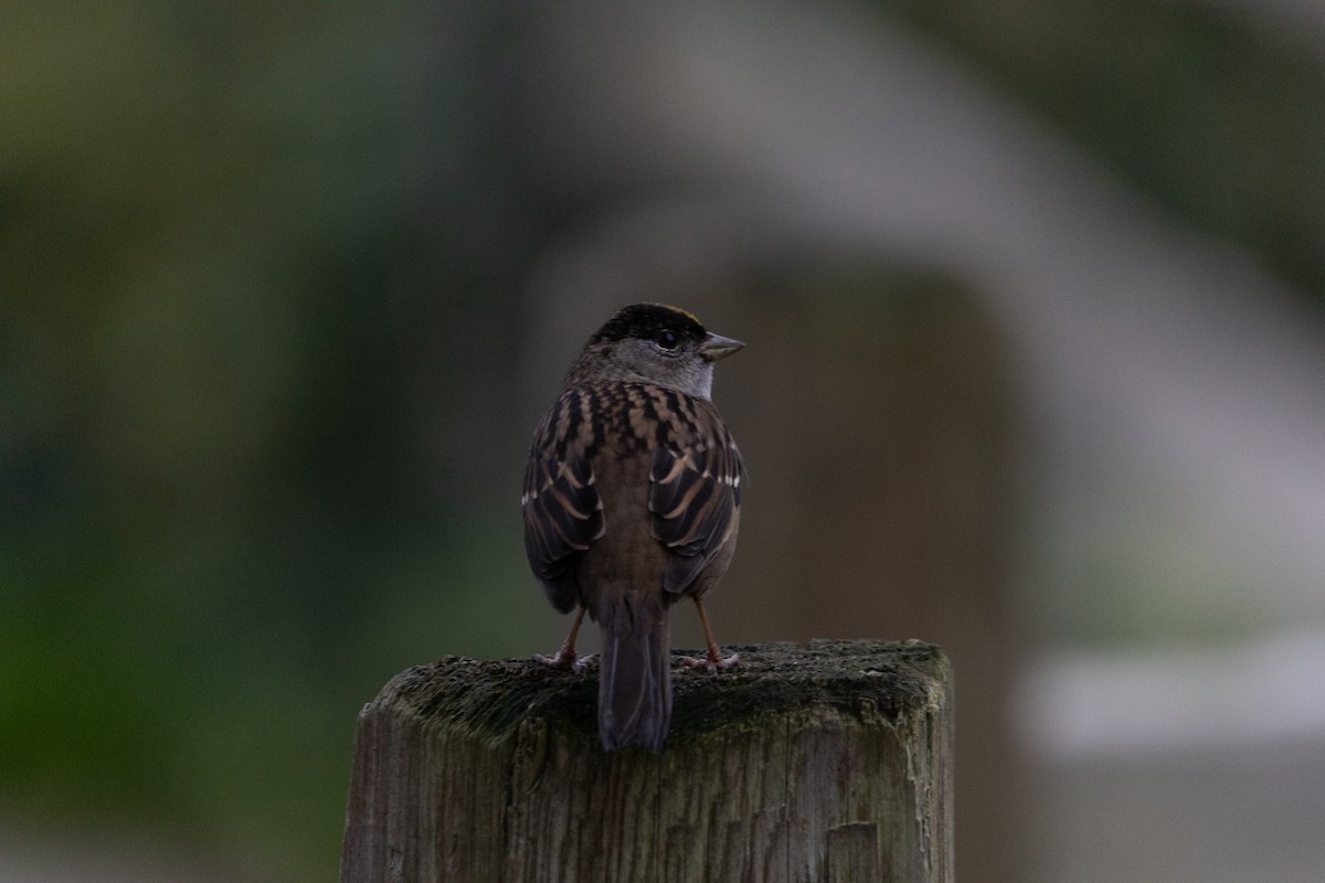 Golden-crowned Sparrow - ML610650838