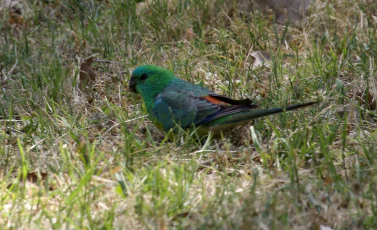 Red-rumped Parrot - ML610650864