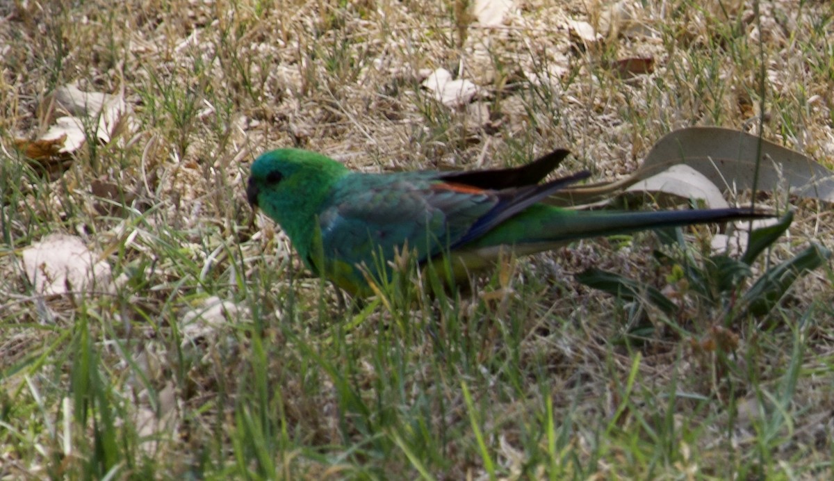 Red-rumped Parrot - ML610650865