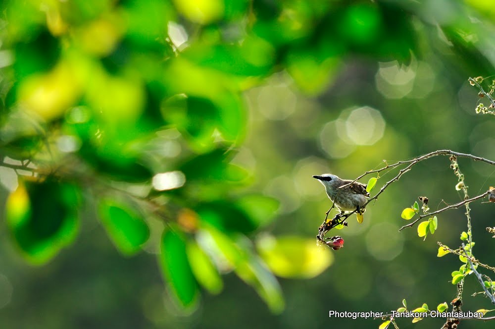 Yellow-vented Bulbul (Sunda) - ML610650899