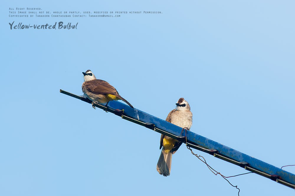 Yellow-vented Bulbul (Sunda) - ML610650900