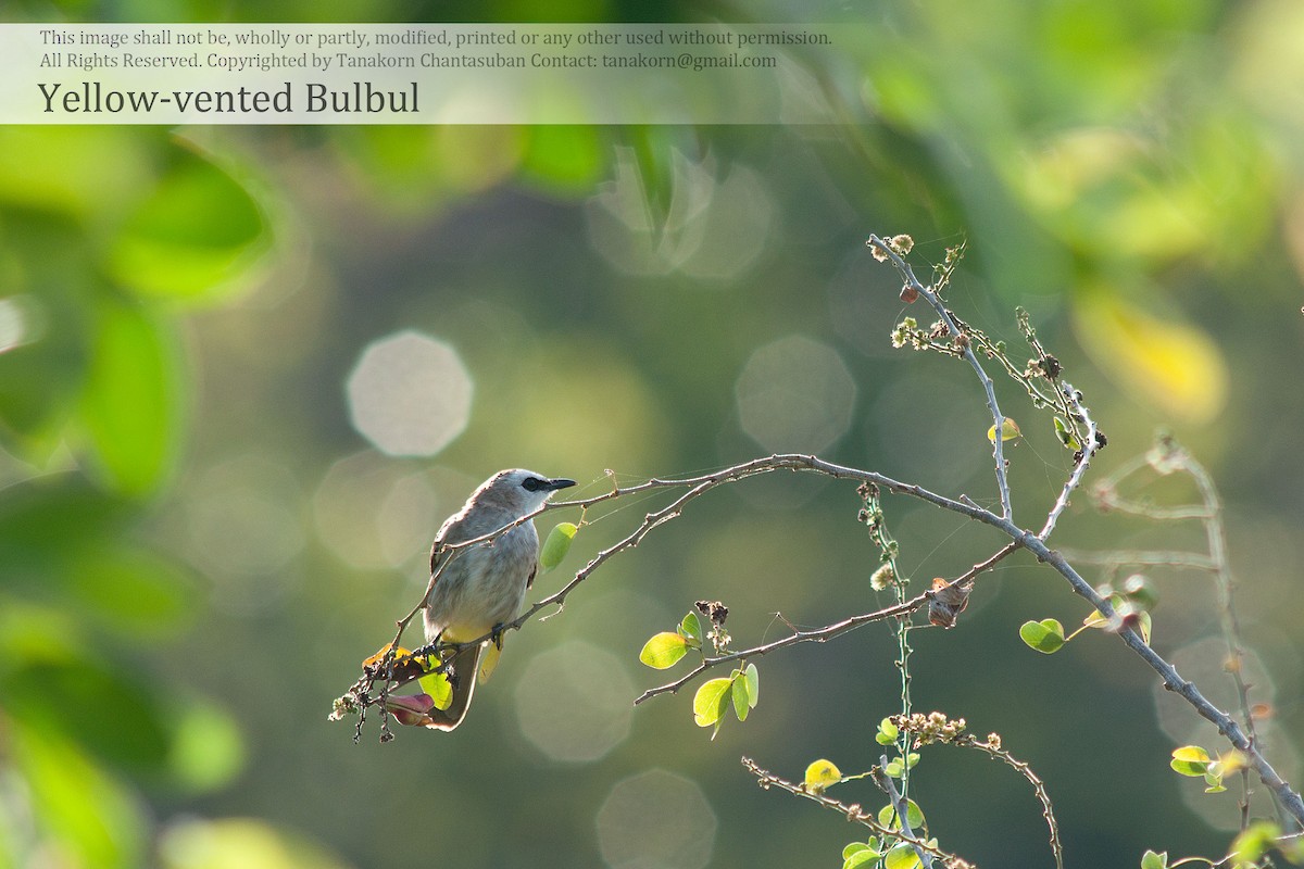 Yellow-vented Bulbul (Sunda) - ML610650901