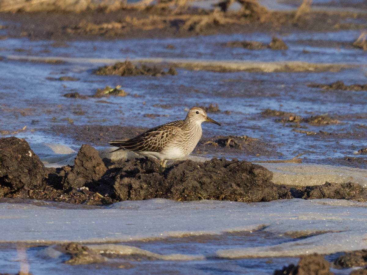 Bécasseau à poitrine cendrée - ML610650909