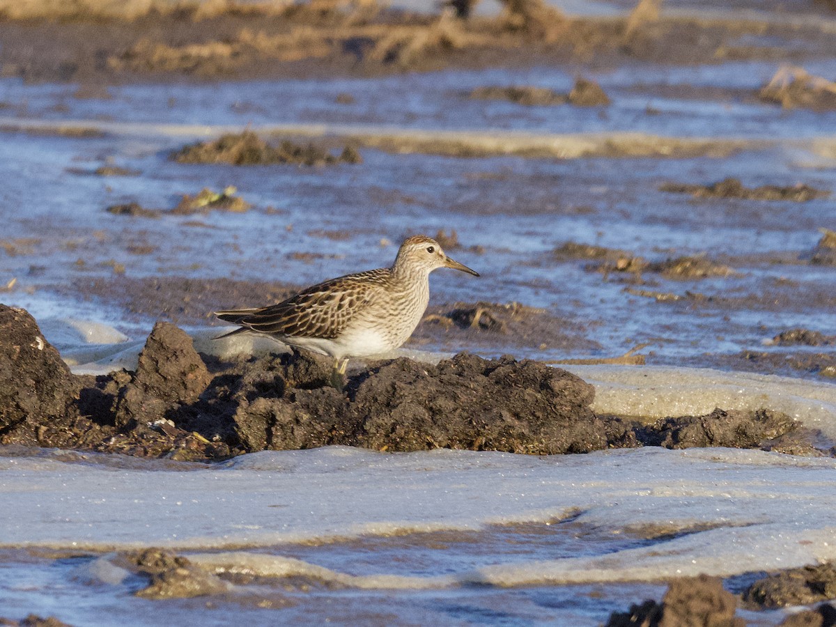 Bécasseau à poitrine cendrée - ML610650910