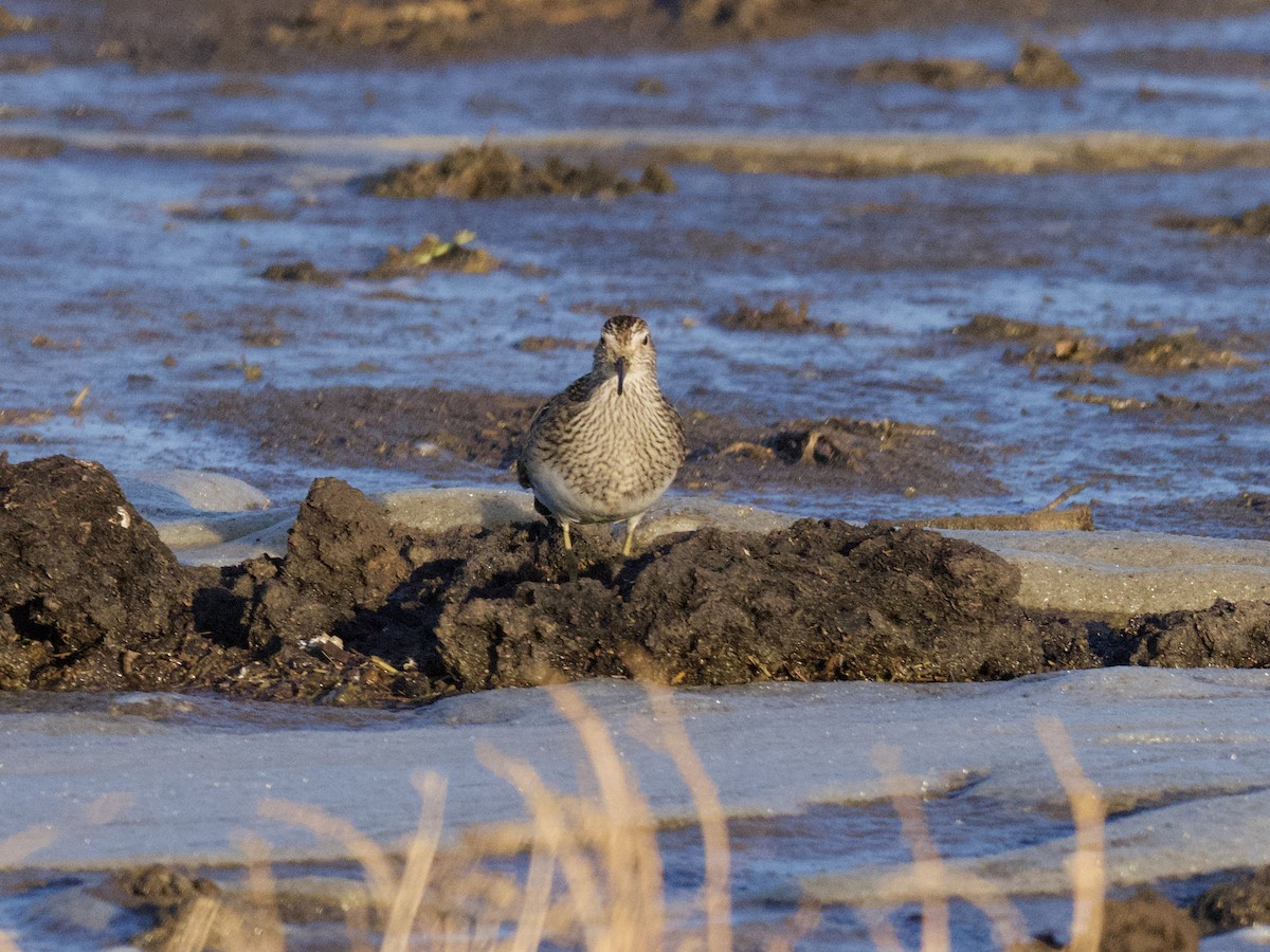 Bécasseau à poitrine cendrée - ML610650911