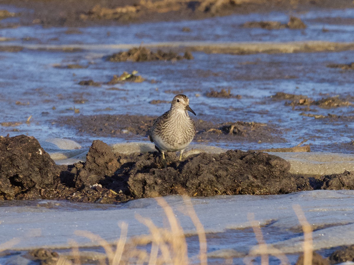 Graubrust-Strandläufer - ML610650912