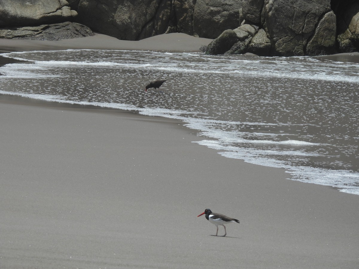 American Oystercatcher - ML610651042