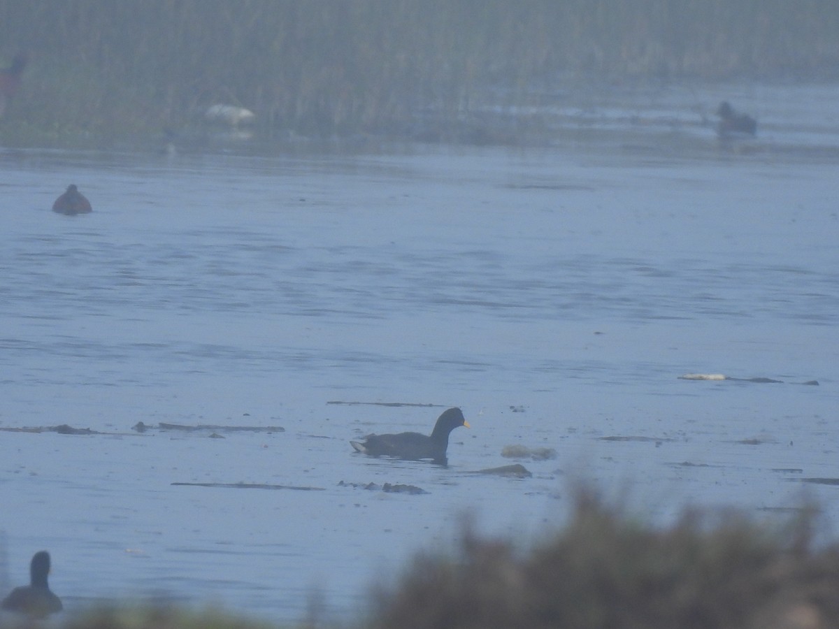 Red-fronted Coot - ML610651090