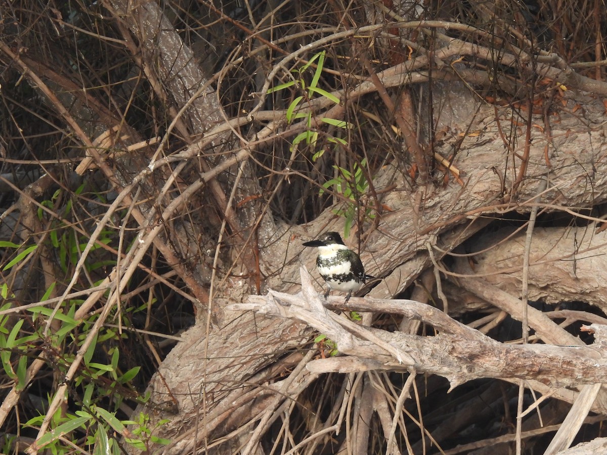 Green Kingfisher - David  Samata Flores