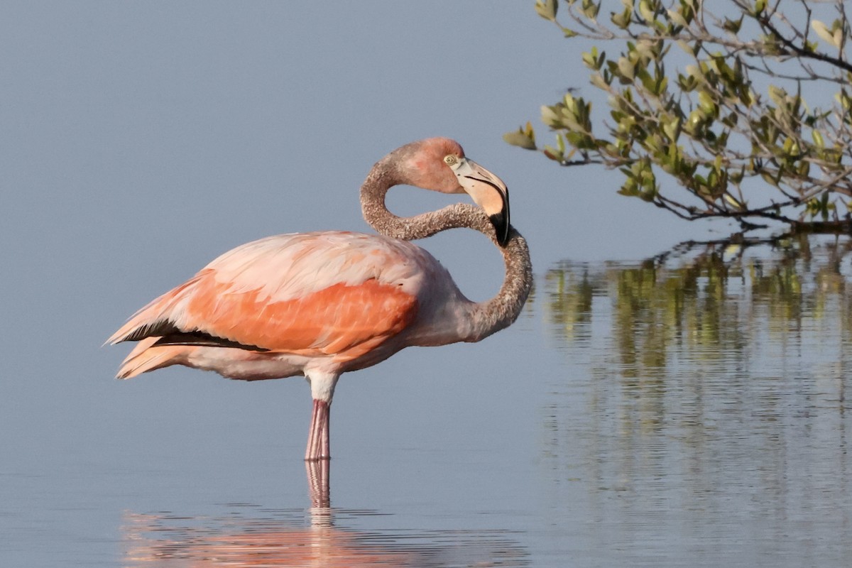 American Flamingo - Alice Church