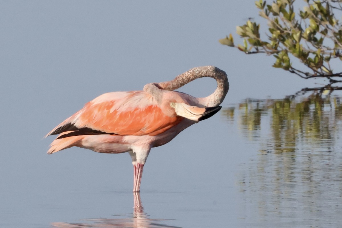 American Flamingo - Alice Church