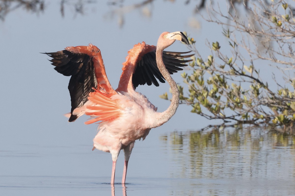 American Flamingo - Alice Church