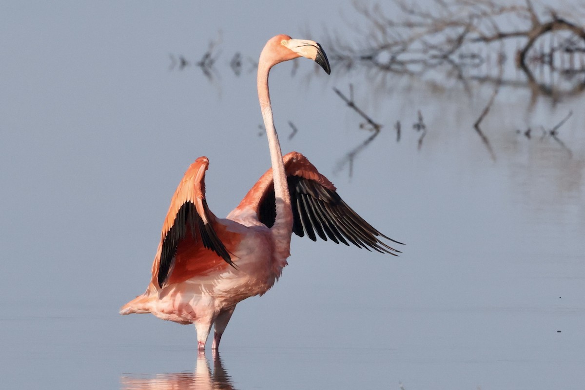 American Flamingo - ML610651161