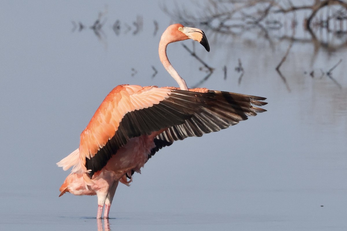 American Flamingo - Alice Church