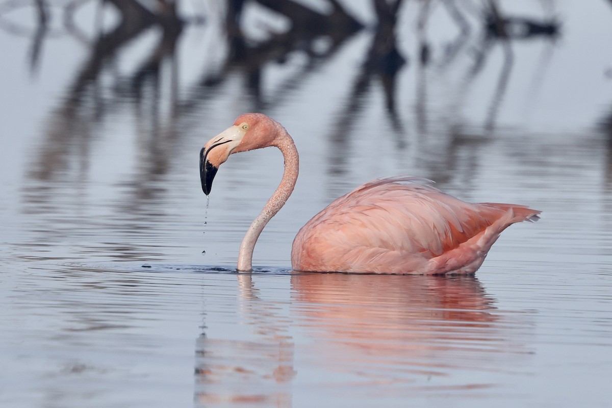 American Flamingo - Alice Church