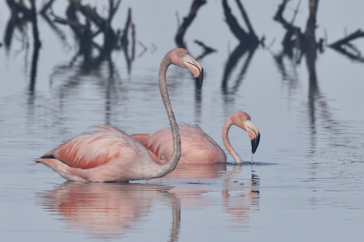 American Flamingo - Alice Church