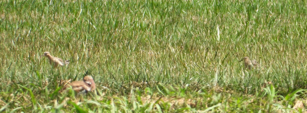 Buff-breasted Sandpiper - ML610651235