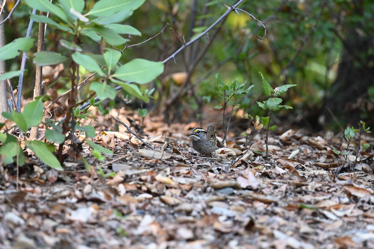 White-throated Sparrow - ML610651256