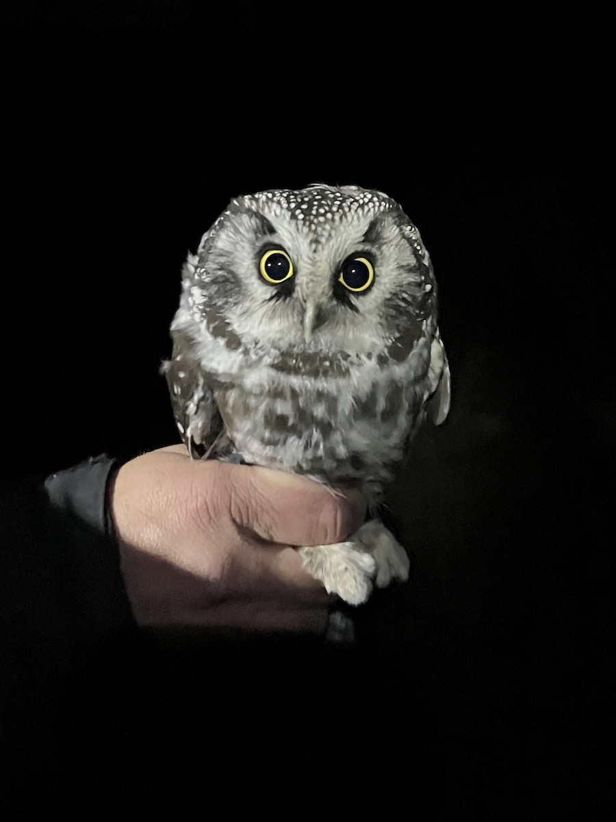 Boreal Owl - ML610651286
