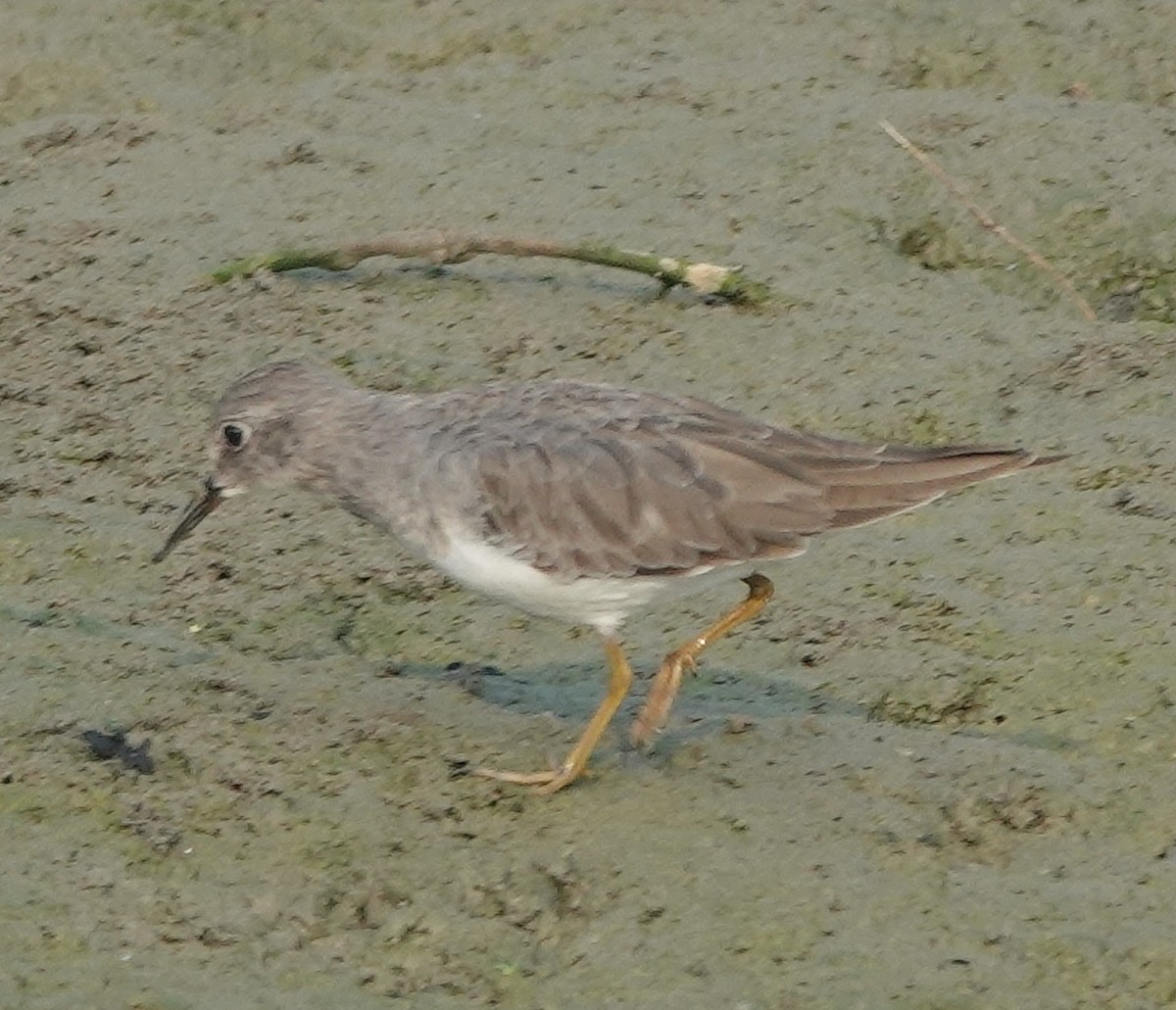 Temminckstrandläufer - ML610651319