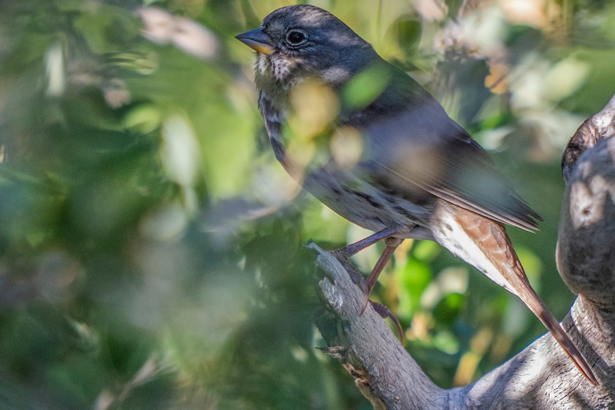 Fox Sparrow - ML610651405