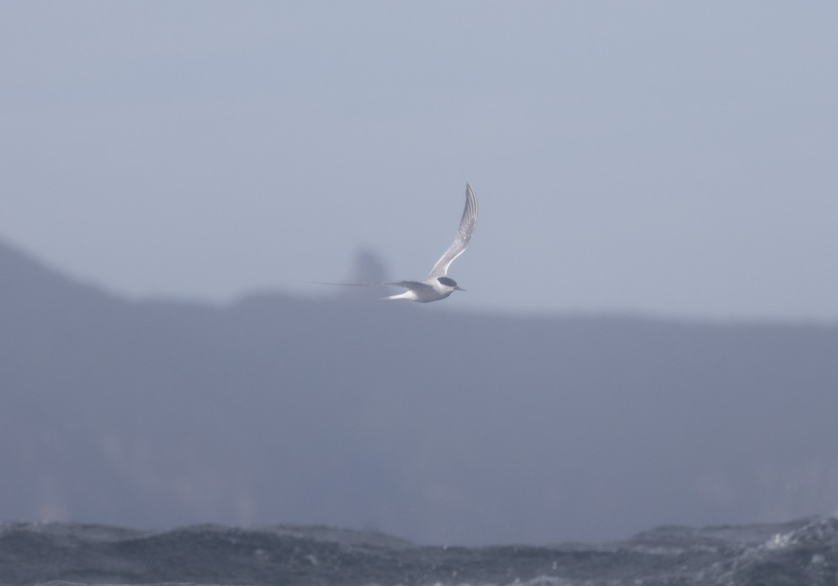 Arctic Tern - ML610651694