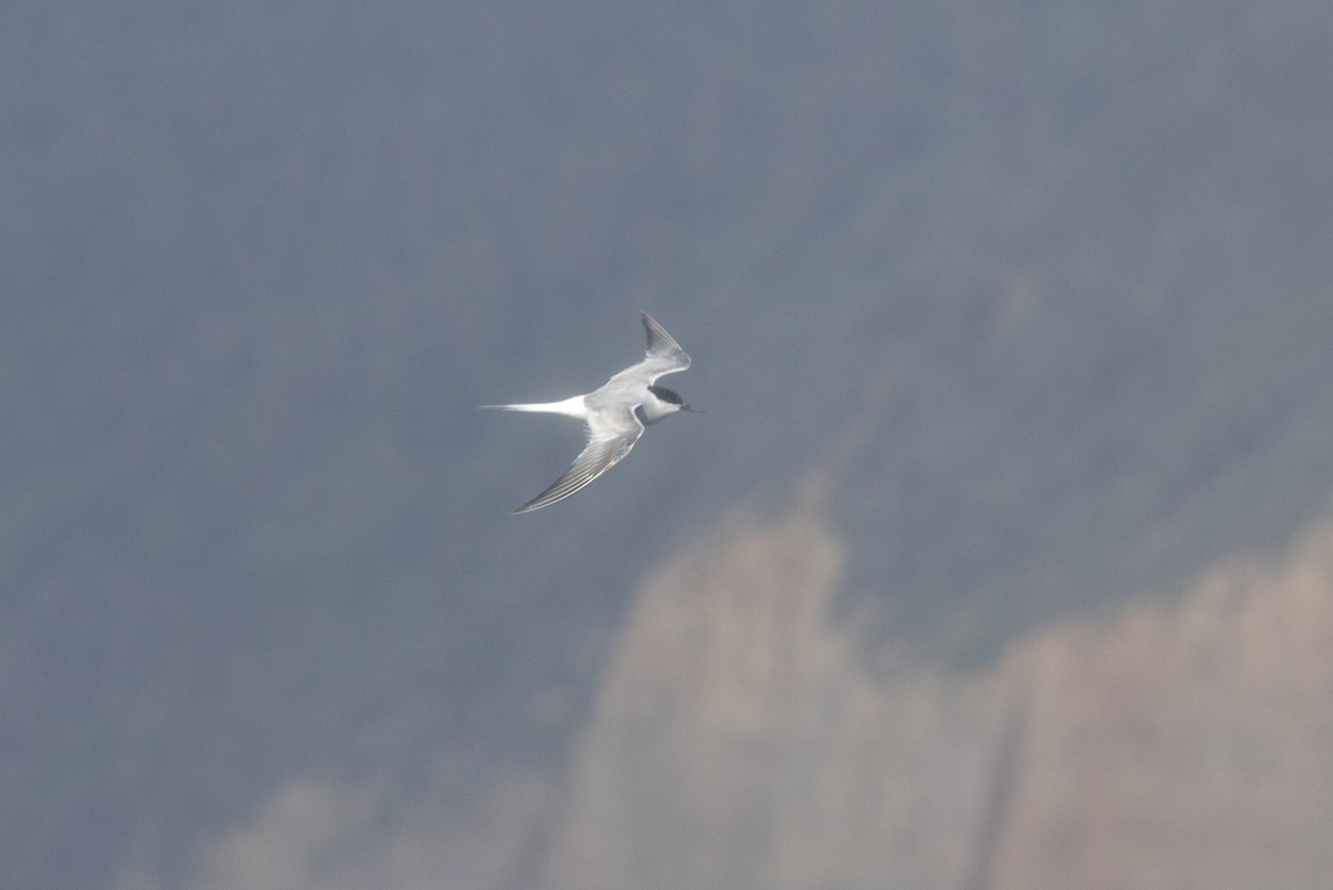 Arctic Tern - ML610651695