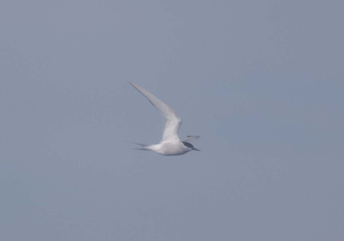 Arctic Tern - ML610651696