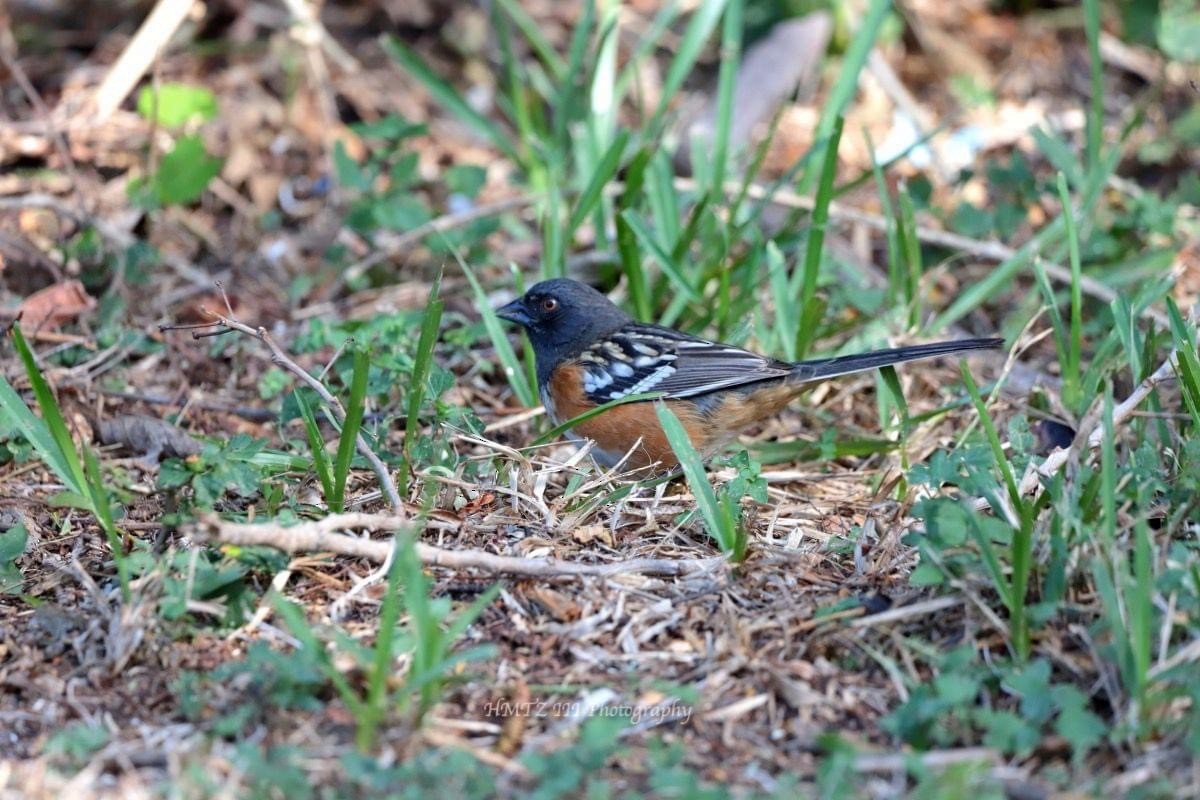 Spotted Towhee - ML610651725