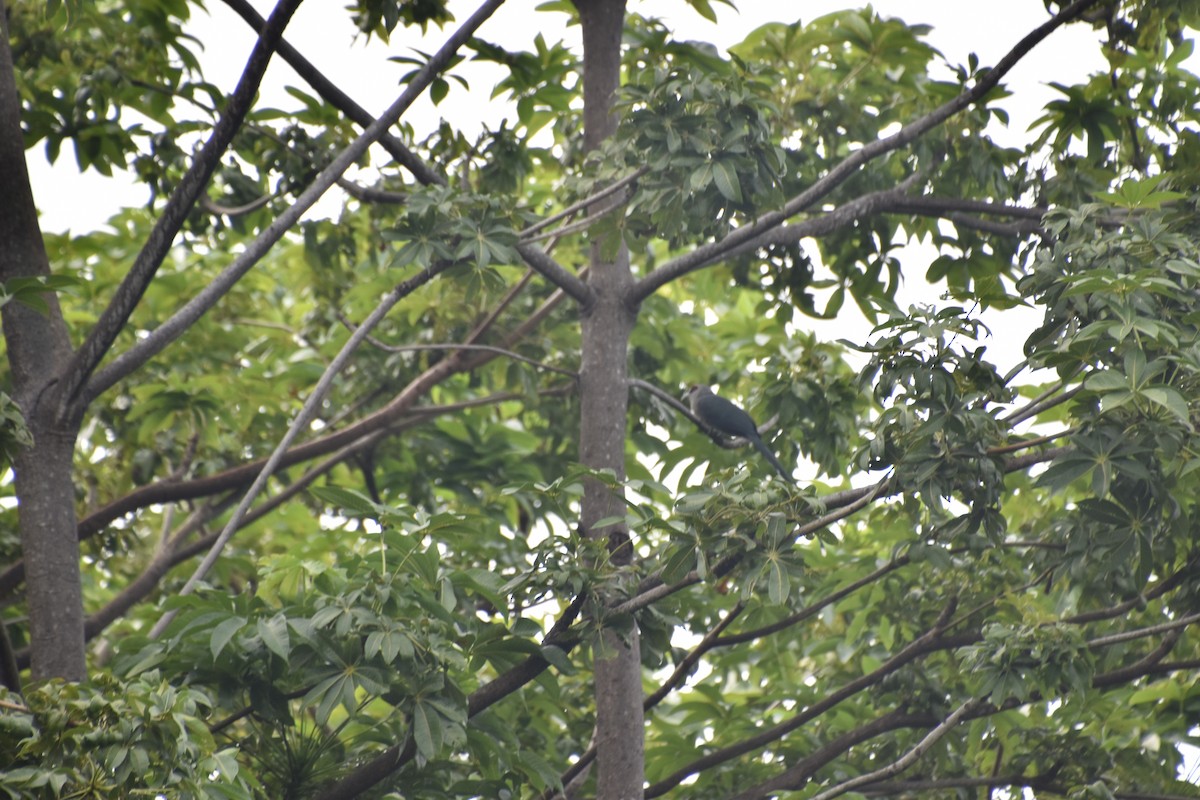 Greater Coucal - ML610651753