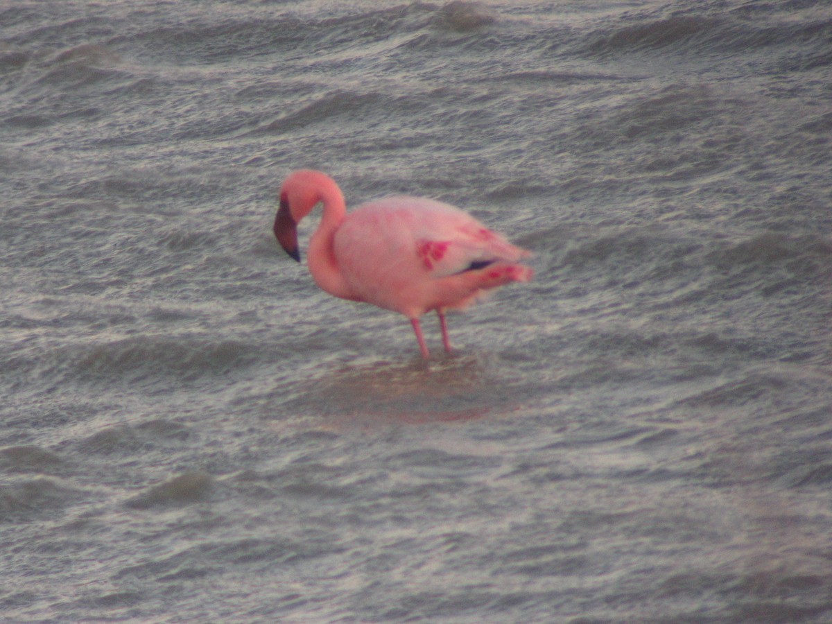 Küçük Flamingo - ML610651771