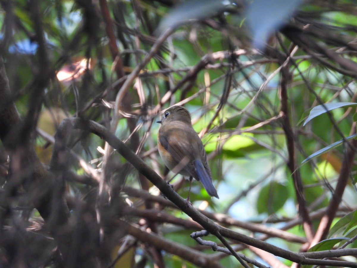 Red-flanked Bluetail - ML610651778