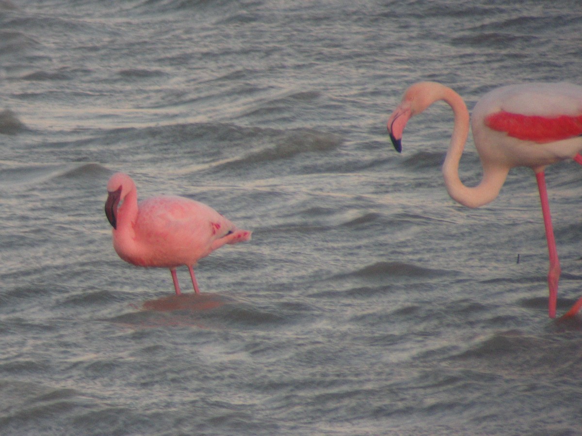 Lesser Flamingo - ML610651794