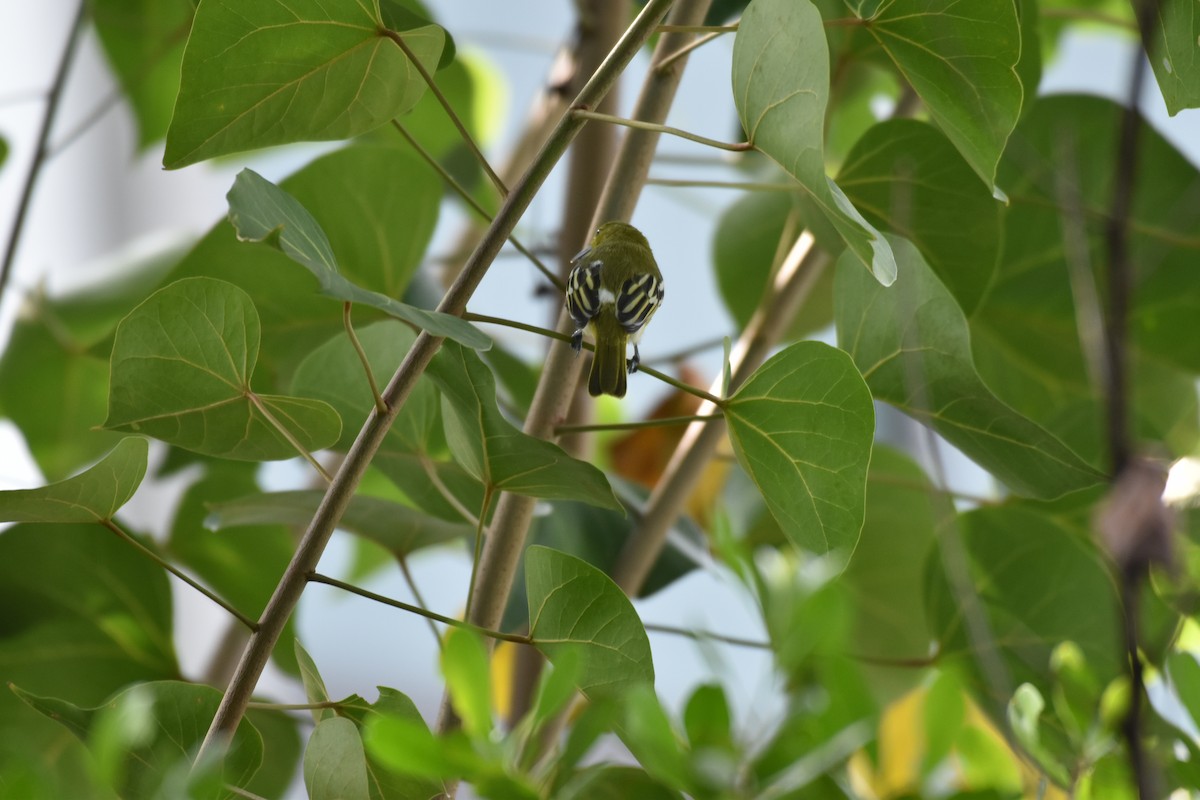 Common Iora - ML610651807