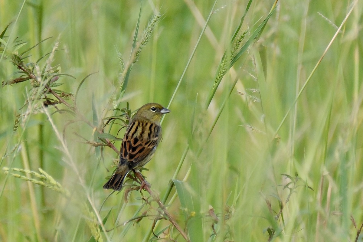 Yellow Bunting - ML610651812