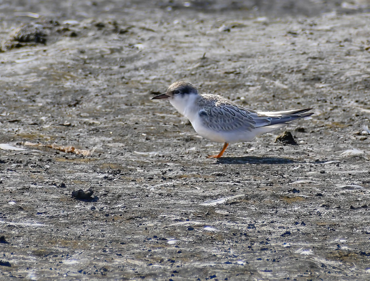 Least Tern - ML610651815