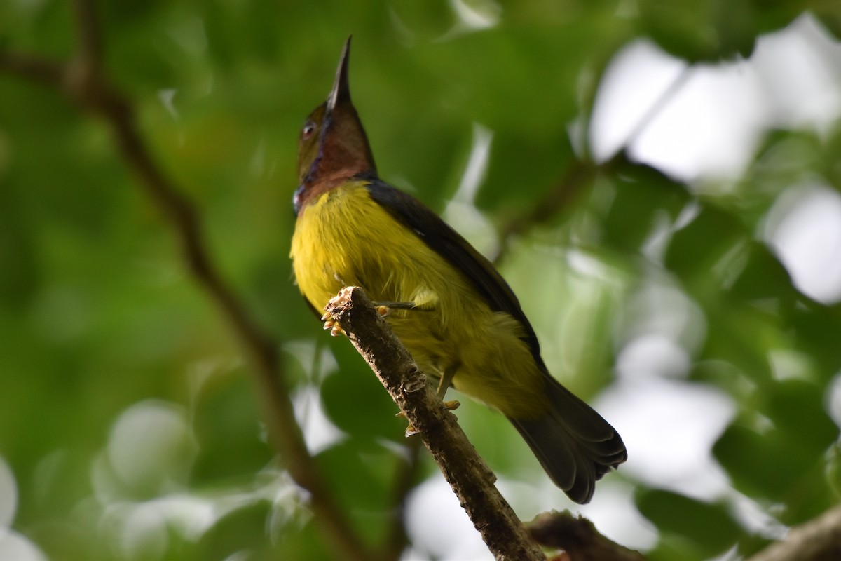 Brown-throated Sunbird - ML610651821