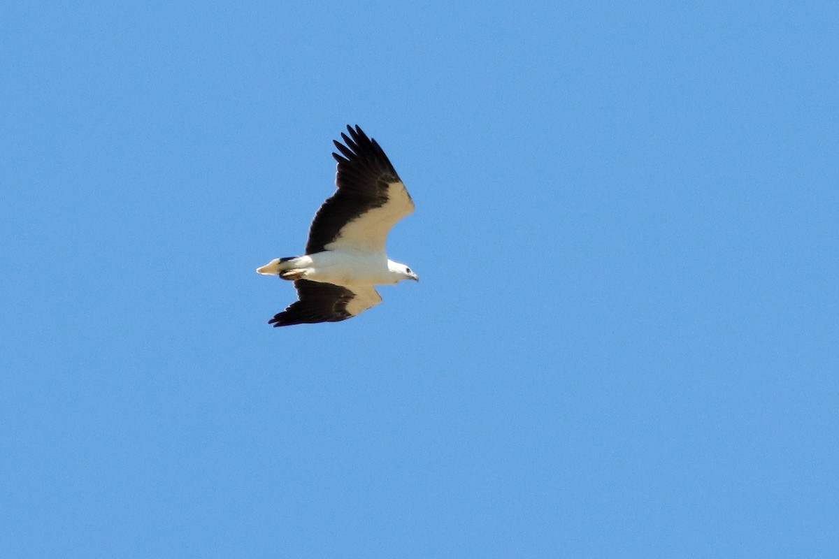 White-bellied Sea-Eagle - ML610651834