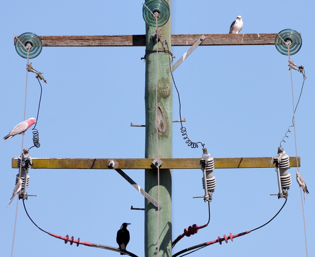 Cacatúa Galah - ML610651889