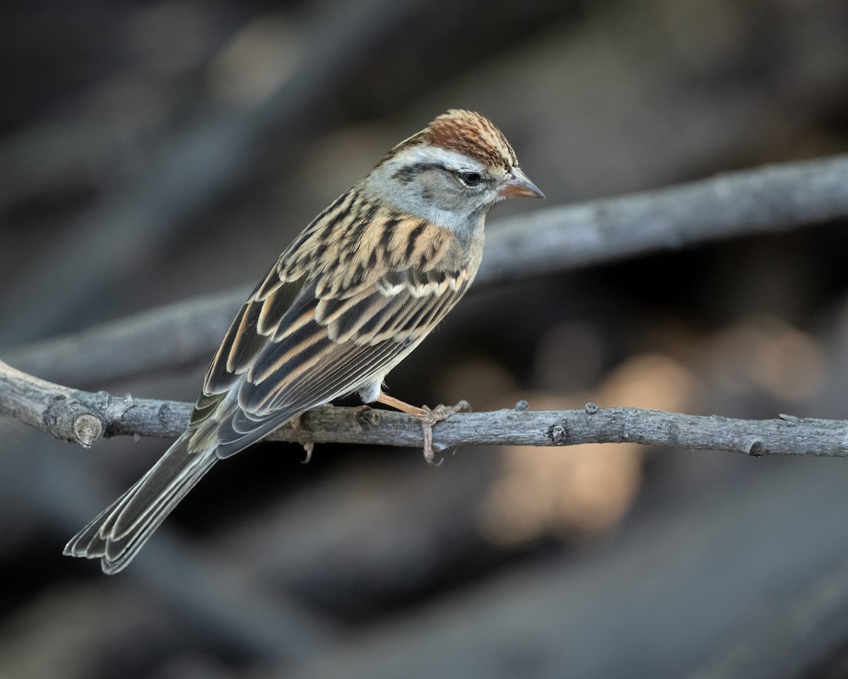 Chipping Sparrow - ML610651963