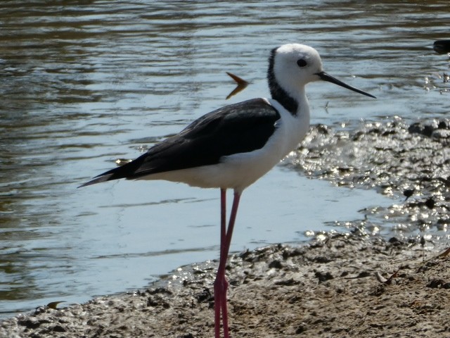 Pied Stilt - Denis  Taylor