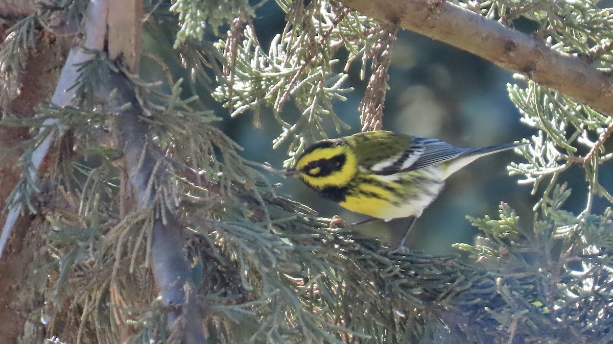 Townsend's Warbler - ML610652101