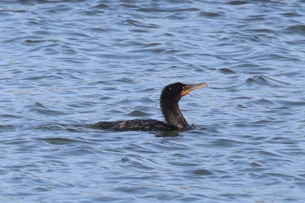 Double-crested Cormorant - ML610652126