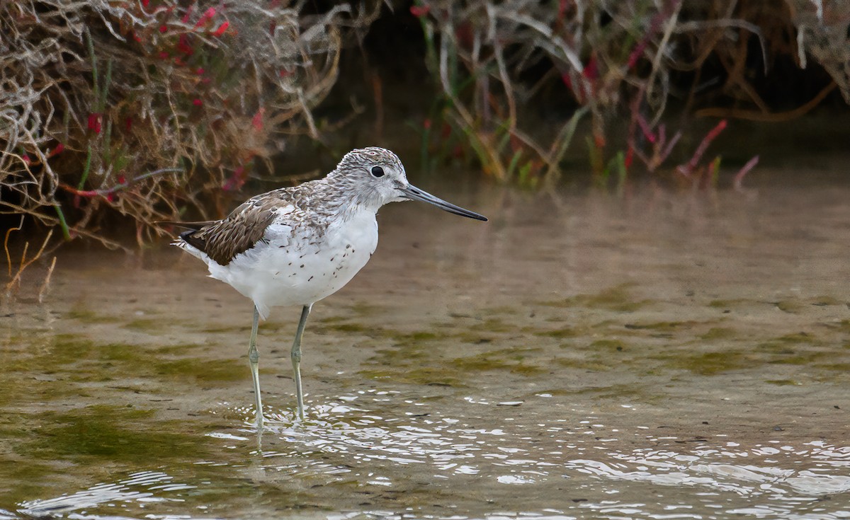 Common Greenshank - ML610652137