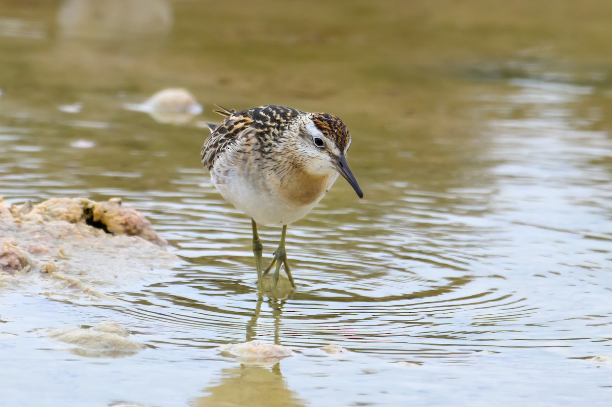 Sharp-tailed Sandpiper - ML610652138