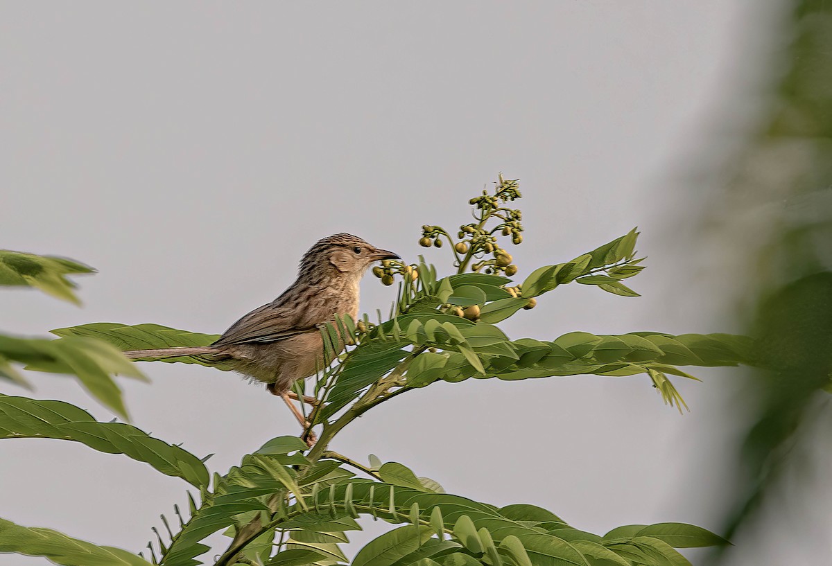 Common Babbler - ML610652161