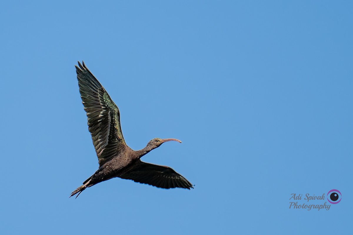 ibis hnědý - ML610652343